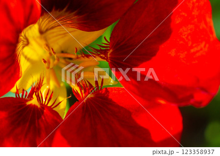 close-up of a beautiful Nasturtium flower in the garden 123358937