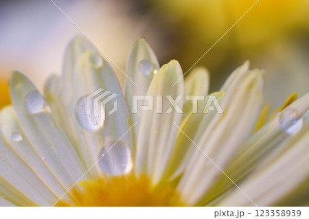 beautiful white chamomile flowers grow in the field 123358939