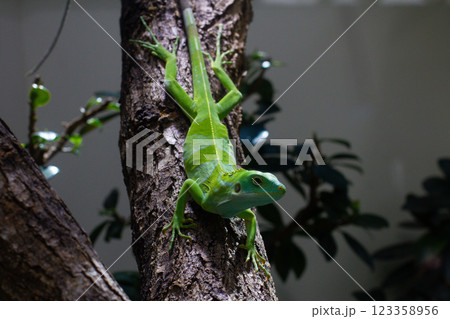 close up Striped Fijian iguana on a tree 123358956