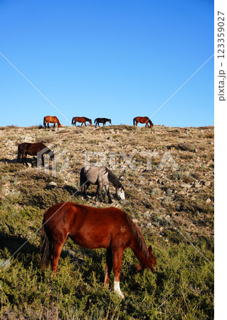 A serene landscape featuring several horses grazing on a grassy hillside under a clear blue sky. The scene captures the beauty of nature and the tranquility of rural life. A serene landscape featuring several horses grazing on a grassy hillside under a clear blue sky. The scene captures the beauty of nature and the tranquility of rural life. 123359027