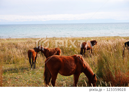 A serene coastal scene featuring several brown horses grazing in tall grass near the waters edge. The calm sea and distant mountains create a tranquil backdrop A serene coastal scene featuring several brown horses grazing in tall grass near the waters edge. The calm sea and distant mountains create a tranquil backdrop 123359028