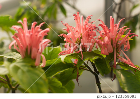 close-up of a beautiful flowerJusticia carnea in the garden 123359093