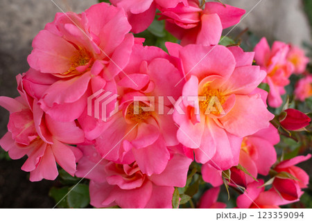 beautiful pink rose growing in the garden beautiful pink rose growing in the garden 123359094