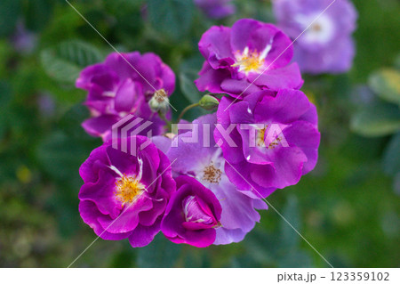 close-up of a beautiful flowerRhapsody in Blue in the garden close-up of a beautiful flowerRhapsody in Blue in the garden 123359102