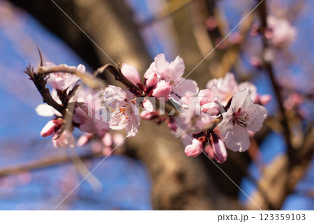 close-up of beautiful cherry blossoms in the garden 123359103