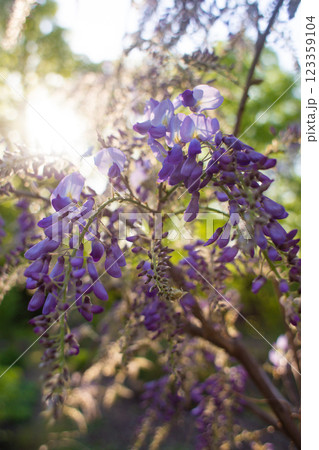 close-up of beautiful Chinese wisteria in the garden 123359104