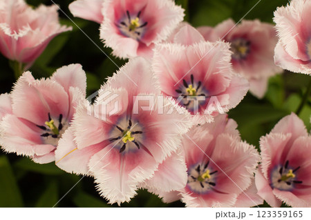 beautiful colorful tulip flowers are growing in the garden 123359165