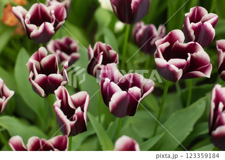 beautiful colorful tulip flowers are growing in the garden beautiful colorful tulip flowers are growing in the garden 123359184
