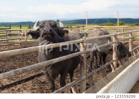 a herd of young buffalo lives on a rural farm a herd of young buffalo lives on a rural farm 123359200