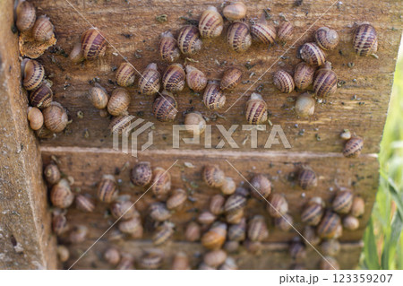 many small edible snails are grown on a board many small edible snails are grown on a board 123359207
