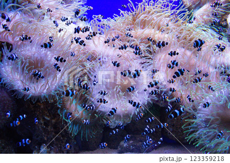 Clown Fish swims in a large aquarium with other fish Clown Fish swims in a large aquarium with other fish 123359218