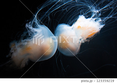 beautiful transparent jellyfish swim in the aquarium 123359219