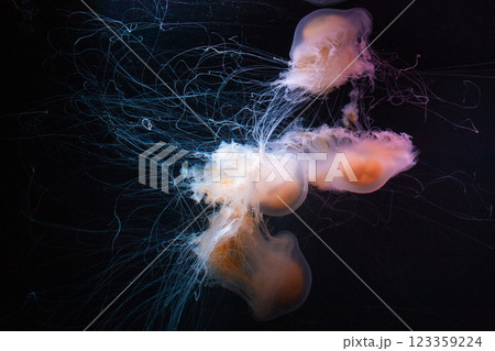 beautiful transparent jellyfish swim in the aquarium beautiful transparent jellyfish swim in the aquarium 123359224