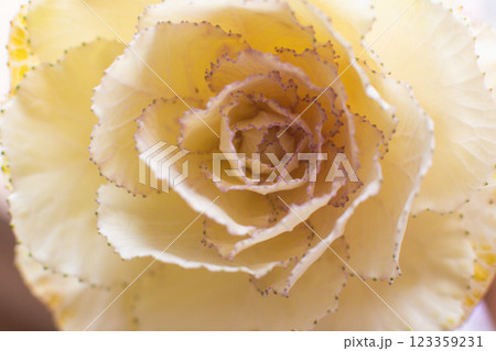 close-up of a beautiful Brassica oleracea var acephala tricolor flower in the garden close-up of a beautiful Brassica oleracea var acephala tricolor flower in the garden 123359231