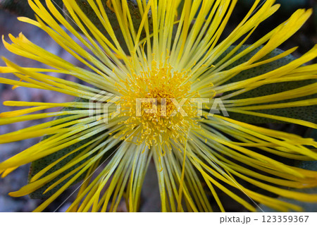 close-up of a beautiful Faucaria tigrina flower in the garden close-up of a beautiful Faucaria tigrina flower in the garden 123359367