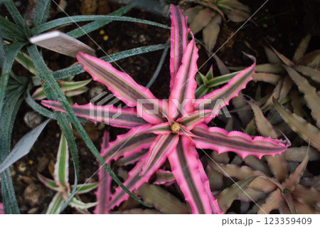 close-up of the leaves of the Cryptanthus Pink plant close-up of the leaves of the Cryptanthus Pink plant 123359409