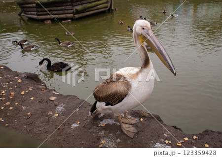 a group of pelicans swim in an artificial pool in the nature reserve a group of pelicans swim in an artificial pool in the nature reserve 123359428
