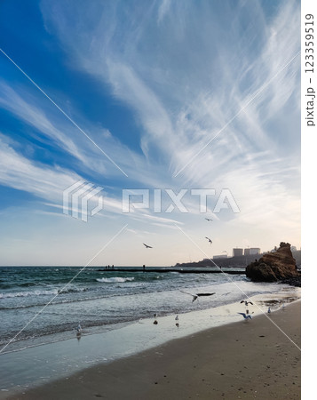 many seagulls fly on the sea coast many seagulls fly on the sea coast 123359519