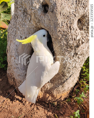 a large white cockatoo parrot with a yellow mohawk 123359585