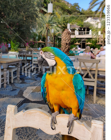 a large yellow-blue macaw sits on the back of a chair a large yellow-blue macaw sits on the back of a chair 123359666