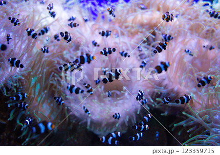 Clown Fish swims in a large aquarium with other fish 123359715