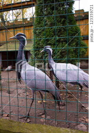 beautiful bird Demoiselle crane in a zoo cage 123359721