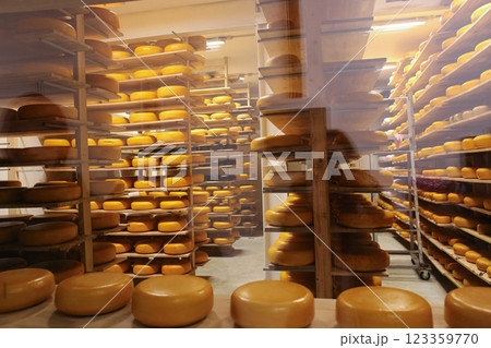 large round cheeses are made at the cheese factory large round cheeses are made at the cheese factory 123359770