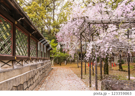 桜咲く御香宮神社　安産の神様　京都観光スポット 123359863