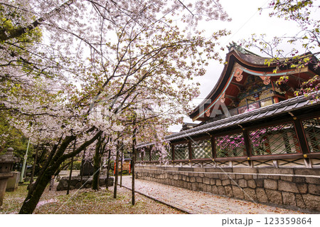 桜咲く御香宮神社　安産の神様　京都観光スポット 123359864