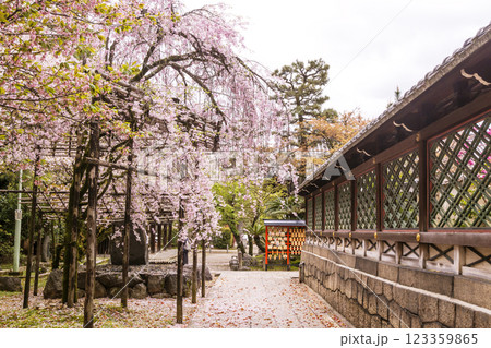 桜咲く御香宮神社 安産の神様 京都観光スポット 桜咲く御香宮神社 安産の神様 京都観光スポット 123359865