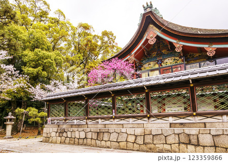 桜咲く御香宮神社　安産の神様　京都観光スポット 123359866