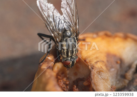 Housefly, close up macro shot of a fly 123359938