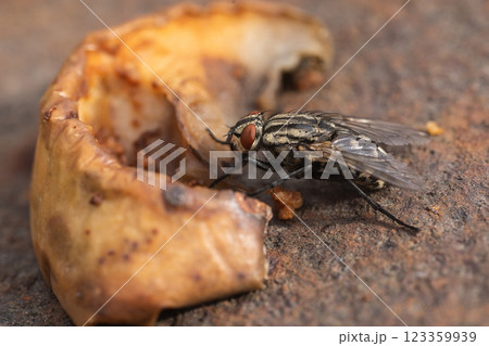 Housefly, close up macro shot of a fly Housefly, close up macro shot of a fly 123359939