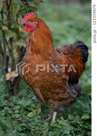 beautiful chickens and roosters outdoors in the yard. 123359979