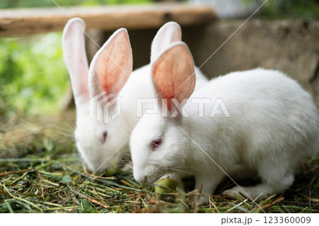 a beautiful white domestic rabbit is grazing and walking outdoors 123360009