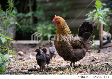 a beautiful adult hen walks with her chicks a beautiful adult hen walks with her chicks 123360174