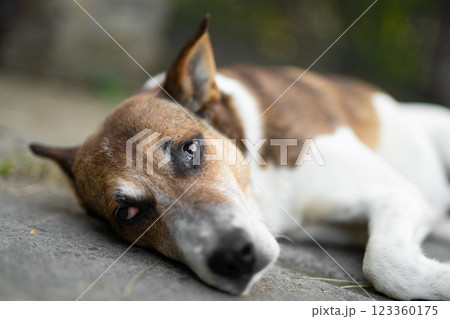 a sad dog is lying down outdoors a sad dog is lying down outdoors 123360175