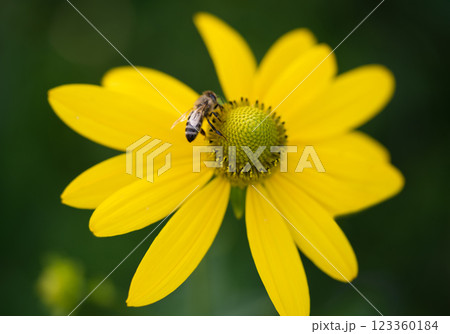beautiful yellow flower of Rudbeckia and a bee that collects pollen 123360184