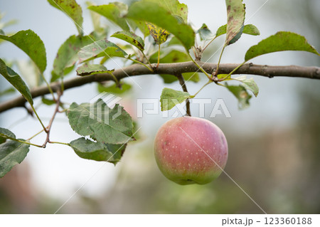 many ripe red apples on a tree branch many ripe red apples on a tree branch 123360188