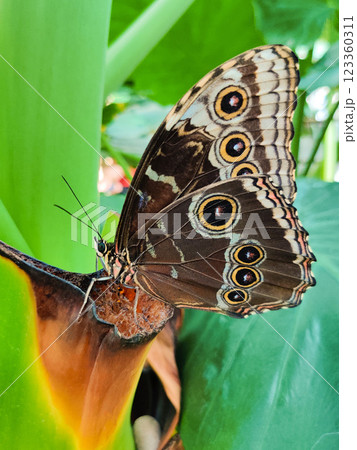 beautiful colorful butterfly in the garden on a flower 123360311
