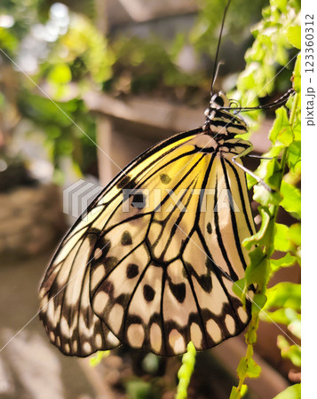 beautiful colorful butterfly in the garden on a flower 123360312