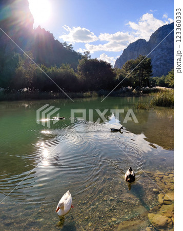 beautiful ducks swim in a lake in the mountains beautiful ducks swim in a lake in the mountains 123360333