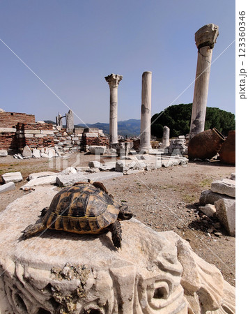 a turtle in the ruins of an old ancient city 123360346