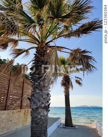 beautiful large tropical palm trees grow on the coast beautiful large tropical palm trees grow on the coast 123360364