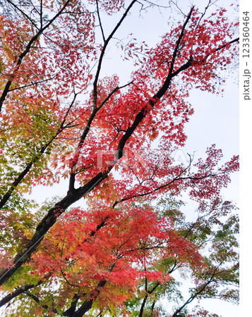 bottom view of beautiful autumn trees with yellowed leaves 123360464