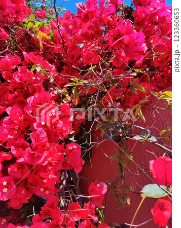 close-up of a beautiful flowerBougainvillea in the garden 123360653