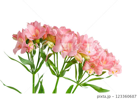 pink alstroemeria flower, Lily of the Incas, in vase on isolated white background pink alstroemeria flower, Lily of the Incas, in vase on isolated white background 123360687
