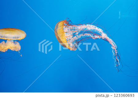 underwater photography jellyfish Chrysaora fuscescens, Pacific sea nettle, West Coast sea nettle underwater photography jellyfish Chrysaora fuscescens, Pacific sea nettle, West Coast sea nettle 123360693