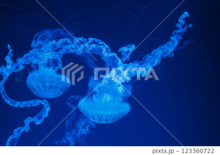 underwater photos of jellyfish chrysaora plocamia south america sea nettle underwater photos of jellyfish chrysaora plocamia south america sea nettle 123360722
