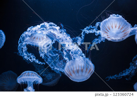underwater photos of jellyfish chrysaora plocamia south america sea nettle underwater photos of jellyfish chrysaora plocamia south america sea nettle 123360724